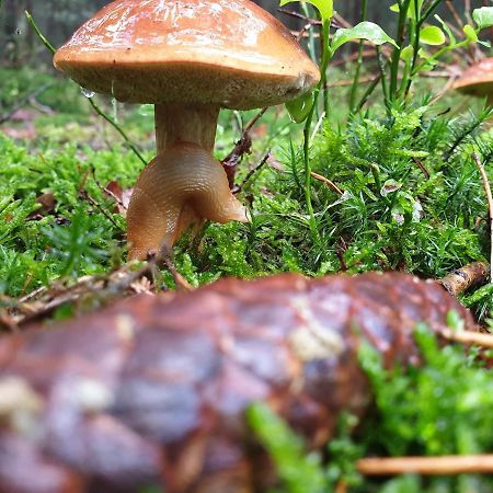 Willa De Kleine Kriemelkuil Ermelo Zewnętrze zdjęcie